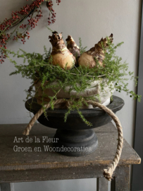 Taartje | Met bakkersdoek en 3 Amaryllis bollen 20 cm