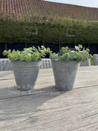 Sedum plantje sterk en mooie herfstverkleuring t.z.t.