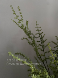 Kunst tak Wilde Asparagus gras groen 5 vertakkingen