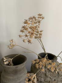 Fluitenkruid 13 bloemen  beige 90 cm