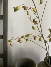 Rozenbottel Groen / Oranje 130 cm