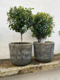 Beton pot Olive 10.5 x 11. 5 