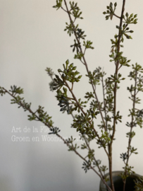 Kunsttak Eucalyptus bes zonder blad 92 cm
