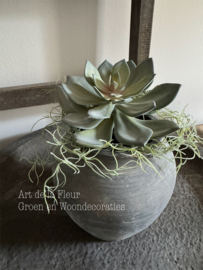 Steker |  Echeveria 18 cm