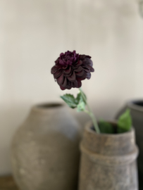 Dahlia mini Bordeaux 62 cm