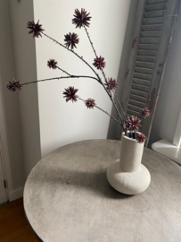 Common Camptotheca Fruit Spray 117cm