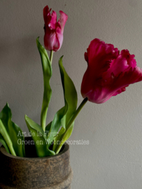 Papegaai tulp de luxe Fuchsia 51 cm