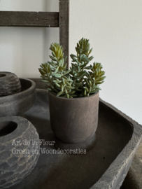 Steker | Succulent 21 cm per stuk