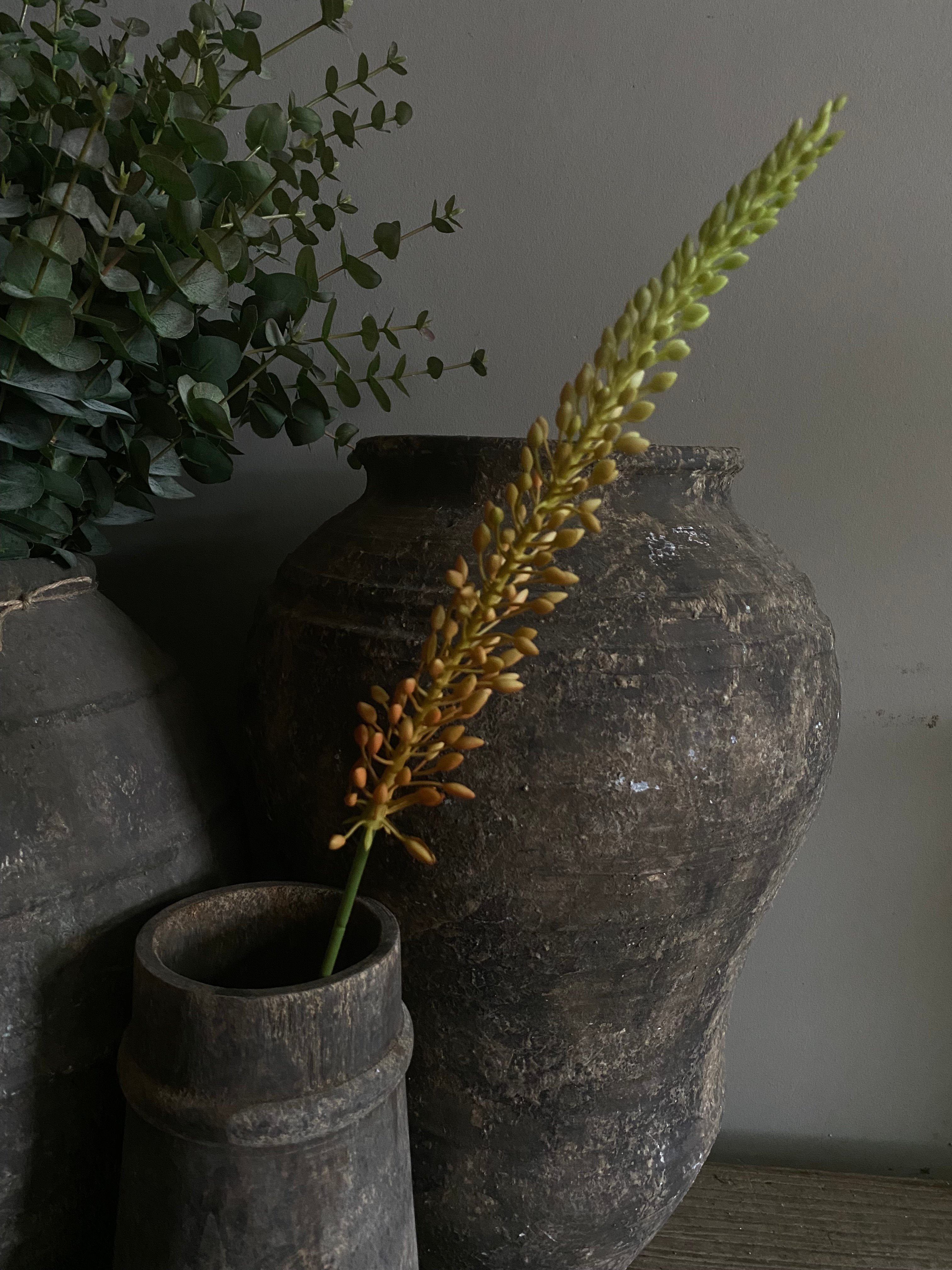 Eremurus Orange 75 cm