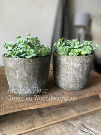 Sedum incl pot