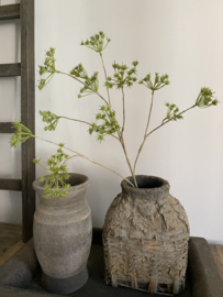 Fluitenkruid 13 bloemen  Groen  90 cm