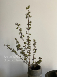 Kunsttak Eucalyptus bes zonder blad 92 cm
