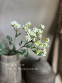 Dille wit 2 bloemen per steel