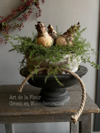 Taartje | Met bakkersdoek en 3 Amaryllis bollen 15 cm