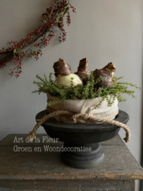 Taartje | Met bakkersdoek en 3 Amaryllis bollen 20 cm ( kunst Asparagus )