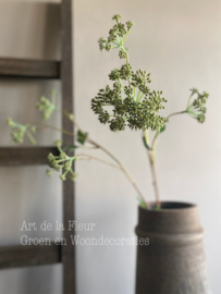 Angelica tak groen 90 cm