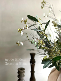 Pluk Boeket | Kunst plukboeket groen tinten met oa  Pimpernel en Bloesem