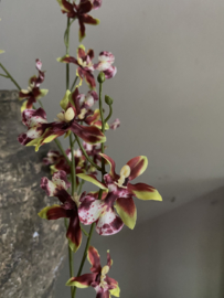 Dancing Orchid