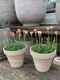 Marokkaanse Margriet Zalm incl Terra Cotta pot