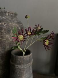 Mini chrysant