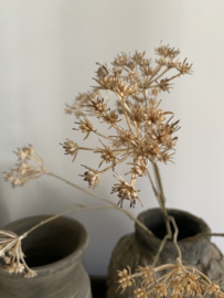 Fluitenkruid 13 bloemen  beige 90 cm