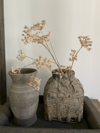 Fluitenkruid 13 bloemen beige 90 cm