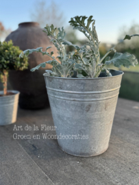 Zink | Drie keer Senecio incl XL Zinken pot 25 x 25
