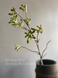 Kangoeroe pootje steel Groen 71 cm