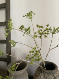 Fluitenkruid 13 bloemen  Groen  90 cm