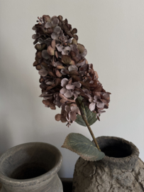 Hortensia Paniculata 82 cm licht gedroogde uitstraling