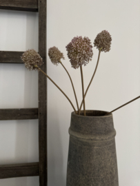 Bosje van 5 Allium zeer subtiel van kleur