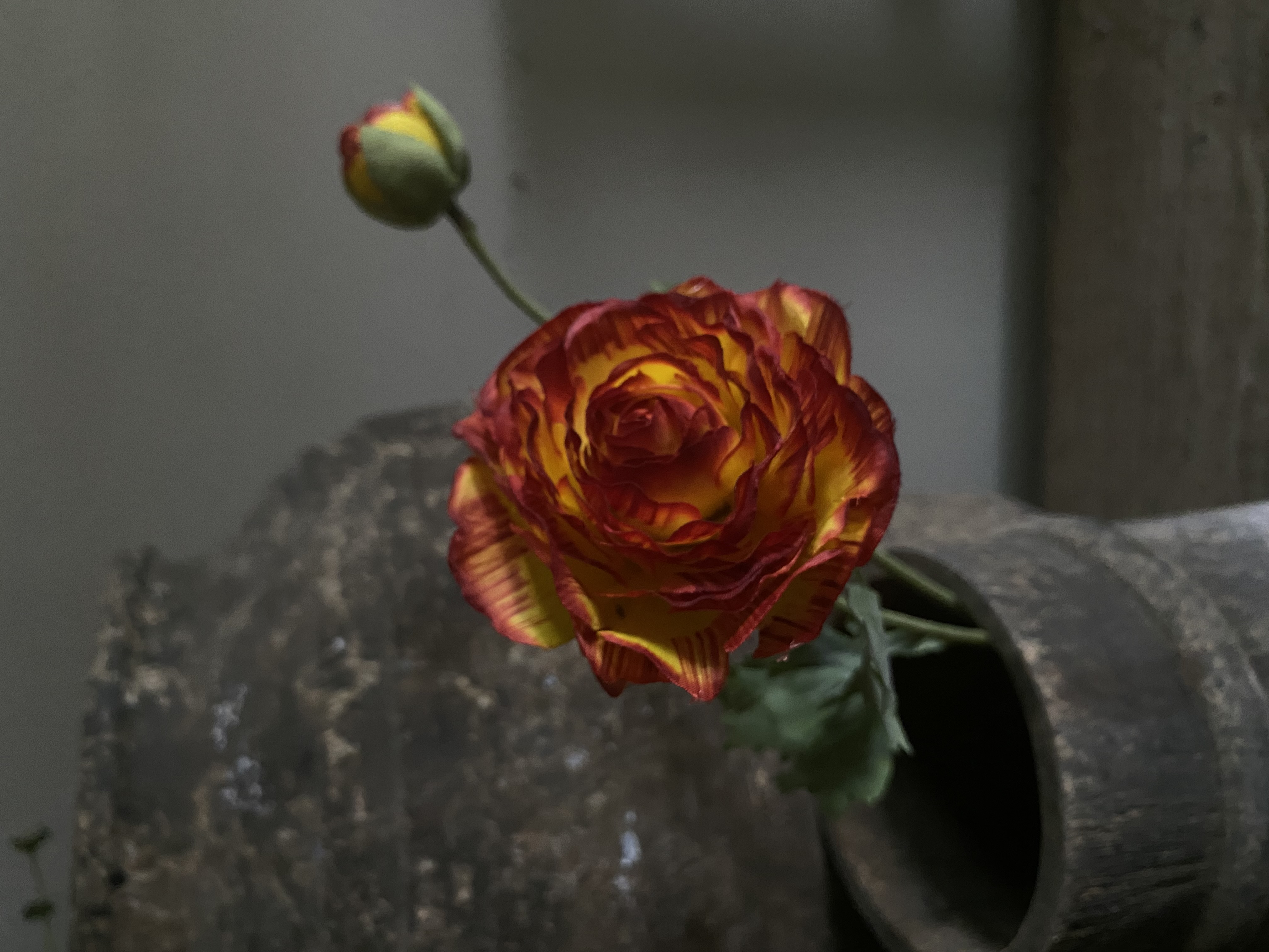 Ranonkel Geel | Rood lijkt Oranje