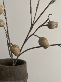 Eucalyptus Bells Oker 86 cm
