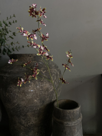 Dancing Orchid