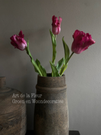 Papegaai tulp de luxe Fuchsia 51 cm