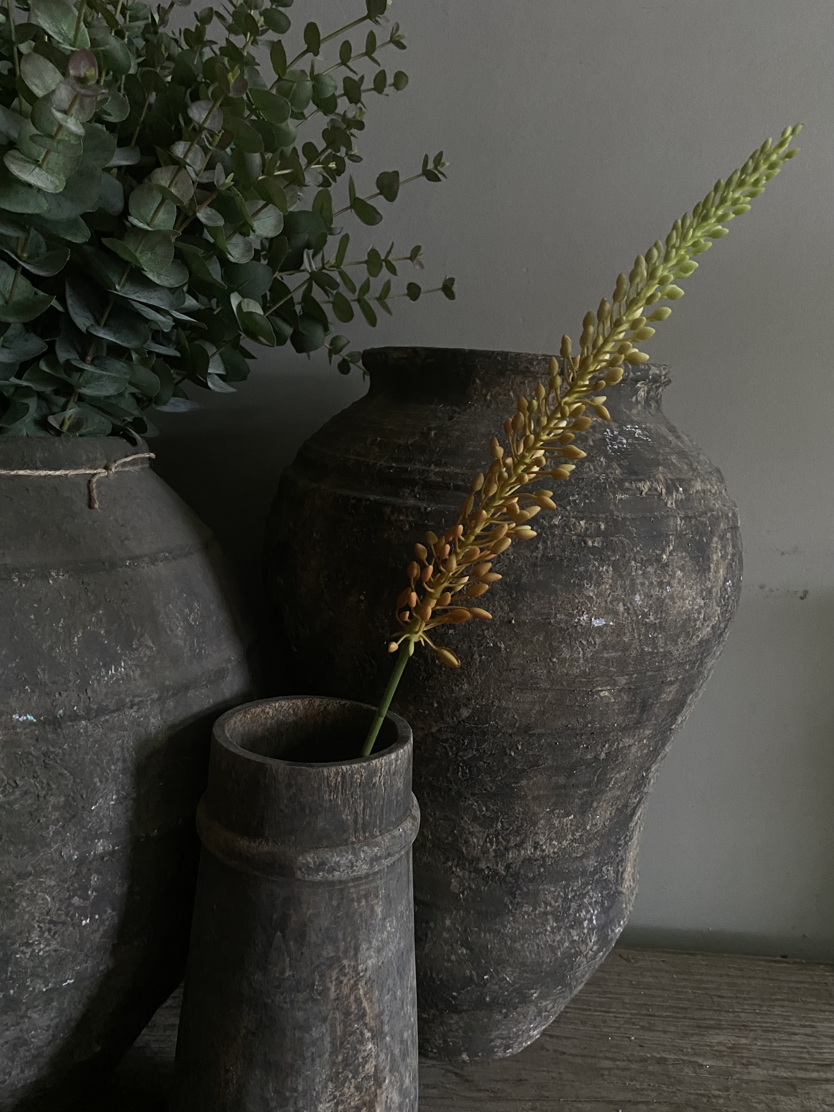 Eremurus Orange 75 cm