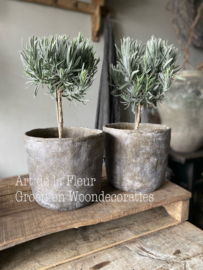 Lavendel Angustifolia op stam excl pot 