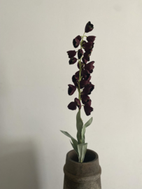 Fritillaria 96 cm Bordeaux