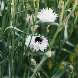 May & June centaurea cyanus 'white ball'