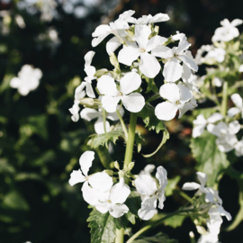 May & June Lunar annua 'alba'