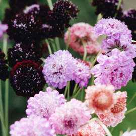 May & June scabiosa 'double flowered mix'