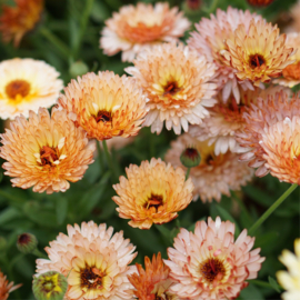 May & June Calendula 'orange flash'