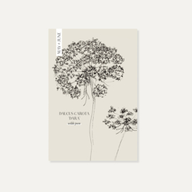 May & June Daucus Carota Dara