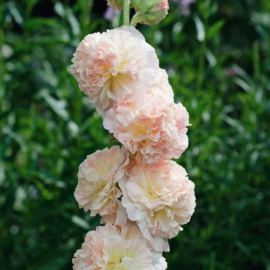 May & June Alcea 'Chaters salmon pink'