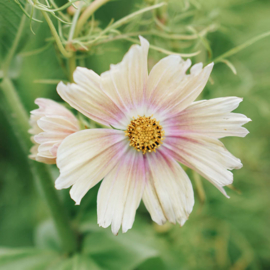 May & June Cosmos Apricot Lemonade