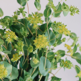 May & June Buplureum Rotundifolium 'griffiti'