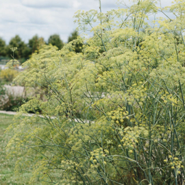 May & June Foeniculum vulgare