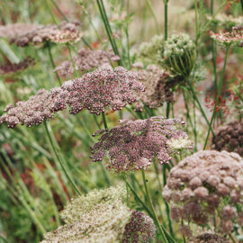 May & June Daucus Carota Dara