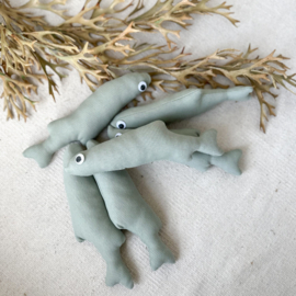 Eucalyptus Haring