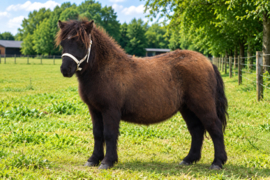 Willemijn VD Brandhoeve